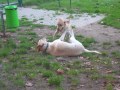 Labrador a lavoro