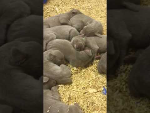 Bellas Litter 2 Weeks Old