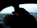 Dogbook Movie: Car Ride