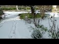 Des roses sous la neige