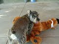 Scooby meets Suggie