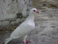 englishcarrier pegion