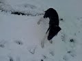 Puppy In The Snow