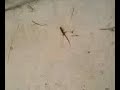 lacouplement d lizard