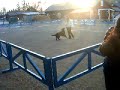 Freestyleuppvisning p� Jamtli (Frida)