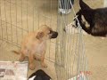 10ª Campanha de Adoção do SOS Vida Animal