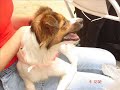 10ª Campanha de Adoção do SOS Vida Animal
