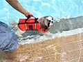 pekingese swimming