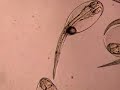 Encéfalo larva de bocinegro Encéfalo larva de bocinegro