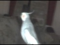 Mr. Jones (the Cockatiel) Whistles the Alabama Fight Song - Roll Tide!