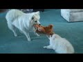 American Eskimo Dog Shimmer-Welcome to your new home