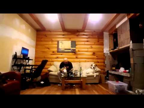 O cão que desvia o olhar