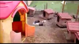 130 animaletti selvaggiamente massacrati - il video