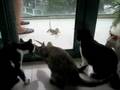 Clips of our feline kids
