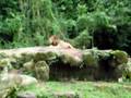 Roaring lion