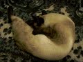 My Gatoo (KibA) My Gatoo (KibA)