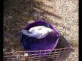 A Muscovy enjoys a dip