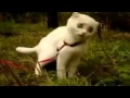 Chat au regard dramatique!