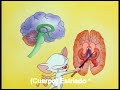 Pinky y cerebro - el cerebro (brainstem) subtitulado al espa�ol