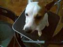 Jacky - My Naughty Jack Russel 4 Jacky - My Naughty Jack Russel 4