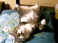 sleep cat pippi long version 「ツネオテレビ」