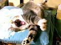 sleep cat pippi long version 「ツネオテレビ」