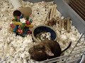 Happy Degu Coma!