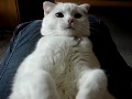 Scottish Fold　【催眠術】