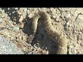 Western Rattlesnake -- Serpiente de cascabel Western Rattlesnake -- Serpiente de cascabel