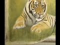 A Background on a Tiger
