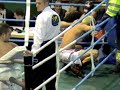 la experiencia de palenzuela contra el debutante castellano ganador por ko en el 4 asalto con una impreionante rodilla al plexo que agradecera el killo que no se vea bien ... thay box muay kicboxing combat 