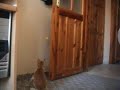 minno? kedi