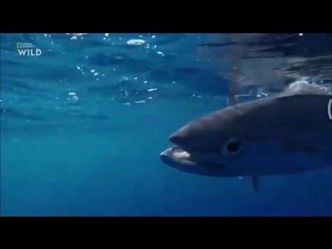 Рыбалка на гигантов. National Geographic