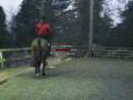 videos de Abbie and Lucys Ponies