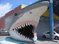 Shark Attack IV Shark Attack IV