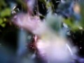 bug's eye -VQ1005-