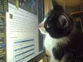 Cat and mouse Cat and mouse