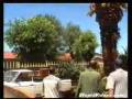 videos de Palm Tree Fell
