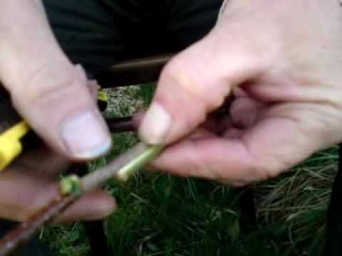 Grafting fruit trees, Its great, Its so easy.MP4