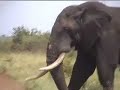 elephant fight CAM2