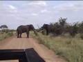 elephant fight CAM2