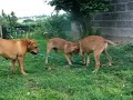 ca de bou Adaskowy Gaj ca de bou Adaskowy Gaj