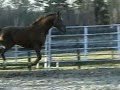 Wisteria Video 2