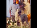 ALERT ! KURDISH FIGHTER KANGAL DOG *