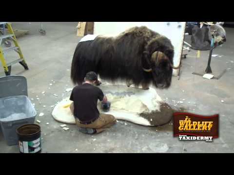 how to skin a musk ox