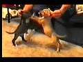 Dog Fighting Documentary First Part