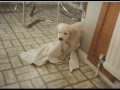 A Tribute To Sam The Golden Retriever