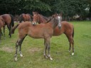 Thoroughbred stud 2008