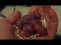 gerbil babies (in the morning) gerbil babies (in the morning)