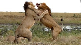 Wildlife: Two Lions Fight to See Whos King!